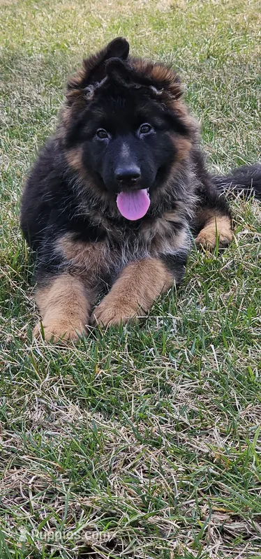 Teddy Bear  – German Shepherd Dog puppy for sale in Stafford, VA