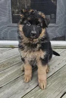 Teddy Bear , a female German Shepherd Dog for sale in Stafford, VA – Photo 2 of 9
