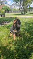 Girl 2 , a female German Shepherd Dog for sale in Stafford, VA – 10 of 10