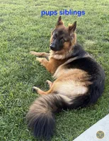Boy1 , a male German Shepherd Dog for sale in Stafford, VA – 7 of 10