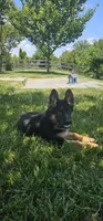 Girl 1, a female German Shepherd Dog for sale in Stafford, VA – 8 of 8