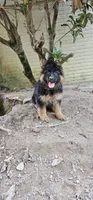 Girl 2 , a female German Shepherd Dog for sale in Stafford, VA – 5 of 10