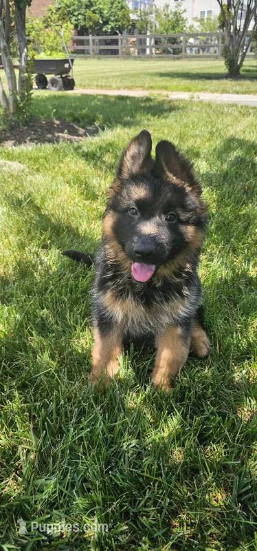 Girl 2  – German Shepherd Dog puppy for sale in Stafford, VA