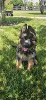 Girl 2 , a female German Shepherd Dog for sale in Stafford, VA – 1 of 10