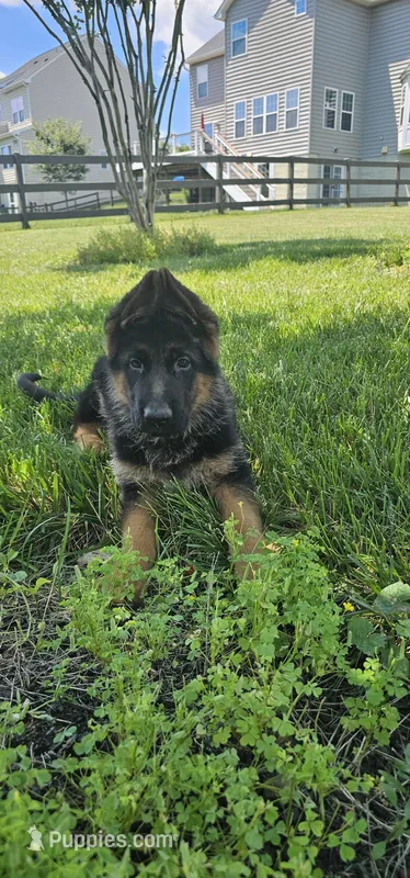 Boy 3 – German Shepherd Dog puppy for sale in Stafford, VA