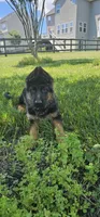 Boy 3, a male German Shepherd Dog for sale in Stafford, VA – 1 of 6