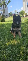 Black diamond, a female German Shepherd Dog for sale in Stafford, VA – 3 of 5