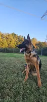 Jase, a female German Shepherd Dog for sale in Stafford, VA – 4 of 10