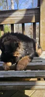 K9, a male German Shepherd Dog for sale in Stafford, VA – Photo 2 of 9