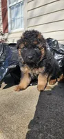 K9, a male German Shepherd Dog for sale in Stafford, VA – Photo 5 of 9