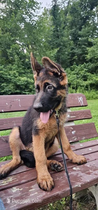 Boy1  – German Shepherd Dog puppy for sale in Stafford, VA
