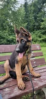 Boy1 , a male German Shepherd Dog for sale in Stafford, VA – 2 of 10