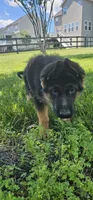 Boy 3, a male German Shepherd Dog for sale in Stafford, VA – 5 of 6