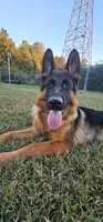 Jase, a female German Shepherd Dog for sale in Stafford, VA – 2 of 10