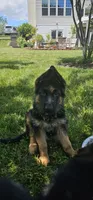 Boy1 , a male German Shepherd Dog for sale in Stafford, VA – 8 of 9