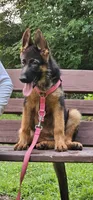 Girl 1, a female German Shepherd Dog for sale in Stafford, VA – 4 of 10
