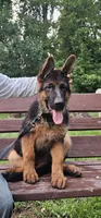 Boy2 , a male German Shepherd Dog for sale in Stafford, VA – 4 of 10