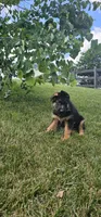 Boy2 , a male German Shepherd Dog for sale in Stafford, VA – 6 of 8