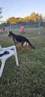 Jase, a female German Shepherd Dog for sale in Stafford, VA – 8 of 10