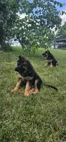 Girl 2 , a female German Shepherd Dog for sale in Stafford, VA – 9 of 10