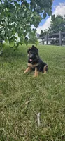 Boy2 , a male German Shepherd Dog for sale in Stafford, VA – 2 of 8
