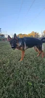 Jase, a female German Shepherd Dog for sale in Stafford, VA – 6 of 10