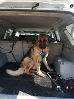 Tina , a female German Shepherd Dog for sale in Stafford, VA – Photo 5 of 6