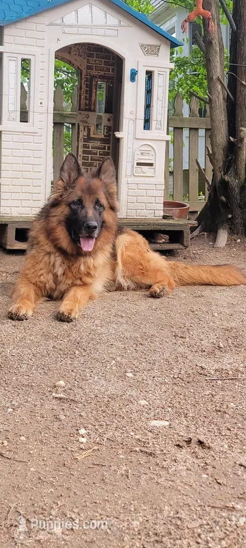 Tina  – German Shepherd Dog puppy for sale in Stafford, VA