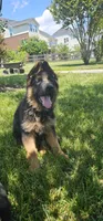 Boy1 , a male German Shepherd Dog for sale in Stafford, VA – 6 of 9