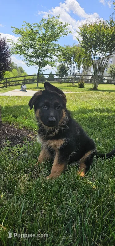 Boy2  – German Shepherd Dog puppy for sale in Stafford, VA