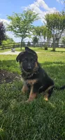 Boy2 , a male German Shepherd Dog for sale in Stafford, VA – 1 of 8