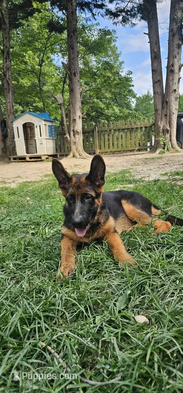 Boy1  – German Shepherd Dog puppy for sale in Stafford, VA