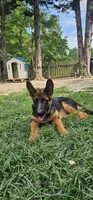 Boy1 , a male German Shepherd Dog for sale in Stafford, VA – 1 of 10