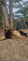 Boy2 , a male German Shepherd Dog for sale in Stafford, VA – 8 of 8
