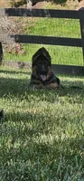 Boy 3, a male German Shepherd Dog for sale in Stafford, VA – 3 of 6