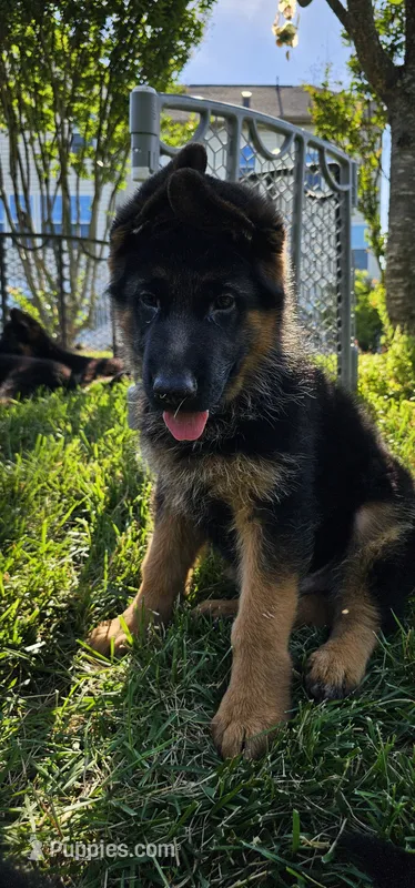 Boy1  – German Shepherd Dog puppy for sale in Stafford, VA