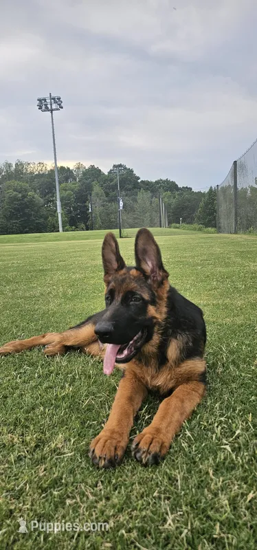 Boy2  – German Shepherd Dog puppy for sale in Stafford, VA