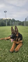 Boy2 , a male German Shepherd Dog for sale in Stafford, VA – 1 of 10