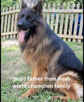 Boy2 , a male German Shepherd Dog for sale in Stafford, VA – 7 of 10