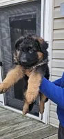 Mine , a male German Shepherd Dog for sale in Stafford, VA – Photo 3 of 8