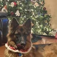 Mine , a male German Shepherd Dog for sale in Stafford, VA – Photo 7 of 10