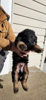Mine , a male German Shepherd Dog for sale in Stafford, VA – Photo 4 of 8