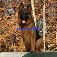 Mine , a male German Shepherd Dog for sale in Stafford, VA – Photo 6 of 10