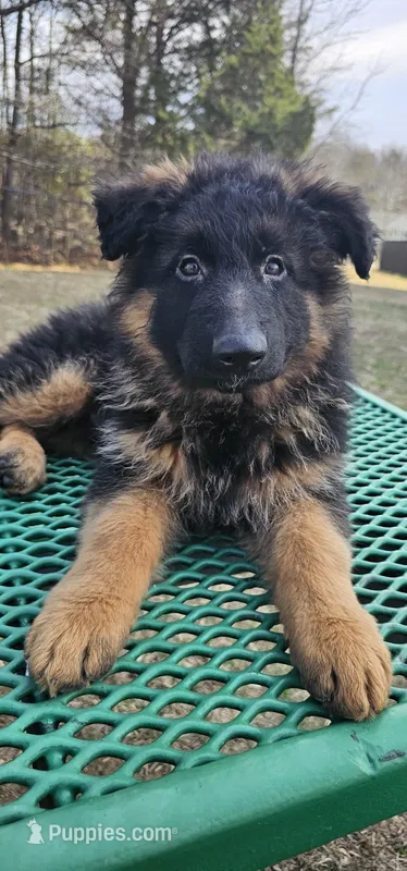 Mine  – German Shepherd Dog puppy for sale in Stafford, VA