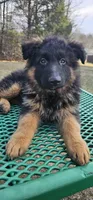 Mine , a male German Shepherd Dog for sale in Stafford, VA – Photo 3 of 10