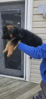 Mine , a male German Shepherd Dog for sale in Stafford, VA – Photo 2 of 8