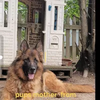 Mine , a male German Shepherd Dog for sale in Stafford, VA – Photo 8 of 10