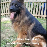Mine , a male German Shepherd Dog for sale in Stafford, VA – Photo 9 of 10