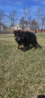 Mine , a male German Shepherd Dog for sale in Stafford, VA – Photo 5 of 10