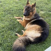 Mine , a male German Shepherd Dog for sale in Stafford, VA – Photo 10 of 10